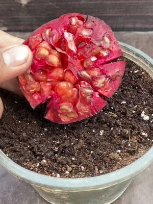 how to grow pomegranate from seed at home #garden #viral #plant #gardening #ideas #reel #foryoupage #fyp #shorts #foryou #trending #plants #reels 