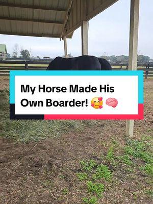 This made me smile. 😂 🤣 He can be so funny and not even mean to be. This is smart though, right? I think so anyway. This took some time too! Good job Beau! 💪  #apbeauregard #poop #horsepoop #smarthorse #fence #fenceline #border #horsestuff #horsesoftiktok #equestriansoftiktok #equestrianlife #gelding 