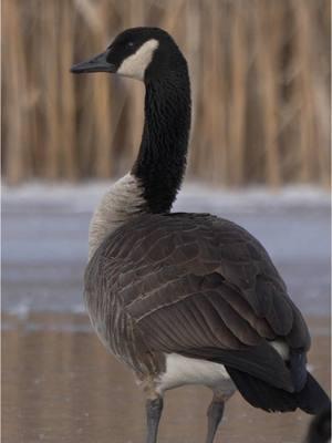 Canada goose just showing off on the ice !!  - - - #goose #geese #canadagoose #waterfowl #waterfowlseason #waterfowlhunting #wildlife #wildanimals #gooseseason @AF Waterfowl @EZ DEKES INC. @Ducks Unlimited @Banded Hunting Gear 