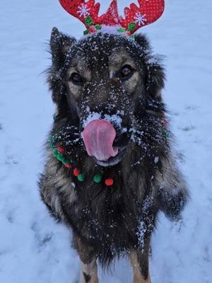 Winter is settling in around here. #shilohshepherdbrothers #andurilinigo #shilohshepherd #germanshepherd 