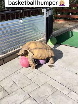 When two is better than one 😂#africansulcata #bulldozer #aggressivetortoise #grumpy #nope #basketball 