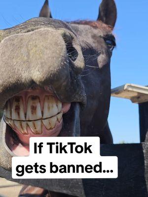 If TikTok gets banned, this will be me all day long 💁🏼‍♀️ #TikTokban #ban #comedy #humor #funnyhorse #talkinghorse 