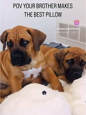 Snuggle buddy for ever 🐾🐾 . . #bonded #bondedpair #littermates #littermatesforlife #maximusandmorpheus #connected #pillow #boerboels #boerboelsoftiktok #wombmates #twins #brothers #dogs #dogsoftiktok #snuggledup #snugglebuddy #bigdogsoftiktok #bigdogs #dogsofttiktok #doglovers #doglove #🥹 #cute #cuteanimals #dogsoftiktokviral #brothers #alwaystogether #🐾 #snugglesesh #littermates #littermatesforlife #fyp #dogvideos #dogtok 