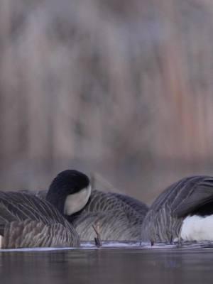 Who’s been trying to get after the geese lately and any luck ?!?!  - - 🎥 @Matthew Ryan Bielski  #presleysoutdoors #geese #goose #hunting #waterfowlhunting #wedowhatwesell #gooseseason #goosehunting 