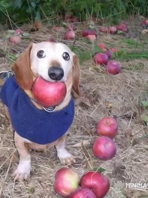 #ai #dog #apple #appledog 