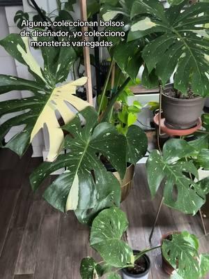 #myforyoupage #plantsoftiktok #miparatiシ #plants #plantlady #fyp #contenido #monsteravariegata #monstera #variegatedmonstera #mosteradeliciosa 