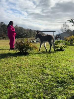 A LOVE I WANT HER TO KNOW ❤️😭😂 #fyp #foryou #sheseverything #her #hero #Love #trending #viral #donkey #donkeysoftiktok #donkeyoftiktok #donkeys #foal #foalsoftiktok #babies #baby #Love #inlove #funny #farm #farmanimals #farming #farmer #farmerlife #farmtok