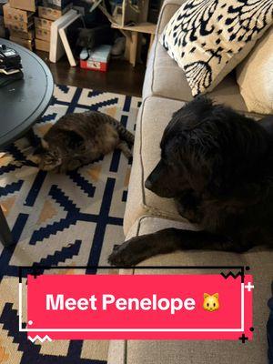 Replying to @roxannebourdageshyde meet my other furry cousin penelope 🐱  #hanktherescue #handsomehank #hank #servicedoghank #hanktheservicedog  #servicedogsoftiktok #rescuedog #rescuedogsoftiktok #offdutyservicedog #diabeticalertdog #dogsoftiktok #dogtiktok #gatsbythetuxedo #tabbycatsoftiktok #tuxiecat #christmasvacation #catsoftiktok #cattiktok #rescuecat #petsiblings #catsanddogs #tabbycat