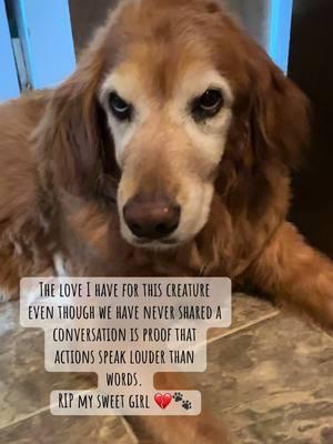 #golden #bayleigh #retriever #heartbroken #cancersucks #RIP 