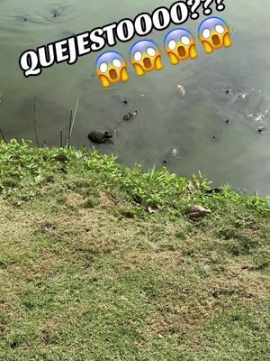 #Cocodrilo o #Caiman ???😱😱 #laguna #higuerote #fyp #venezuela #navidad #feliznavidad #felizaño #parati #paratiiiiiiiiiiiiiiiiiiiiiiiiiiiiiii #miranda #quejesto 