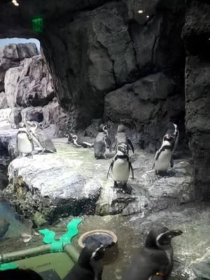 #houstonzoo #penguins #galapagosislands 