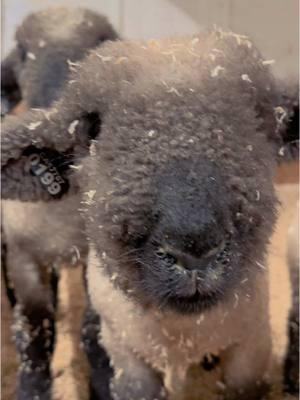 Hello from the children #sheep #cute #babies #babiesoftiktok #babyanimals #lamb #fyp #showlamb #showlambs #livestock #trending #fyp #viralvideo 