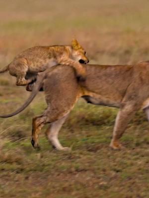 Rawr!!!! . . . #sonyalphafemale  #sonyalpha  #kenya #africa  #safari  #wildlife  #cuteanimals  #funnyanimals  #babyanimals @Sony Alpha 