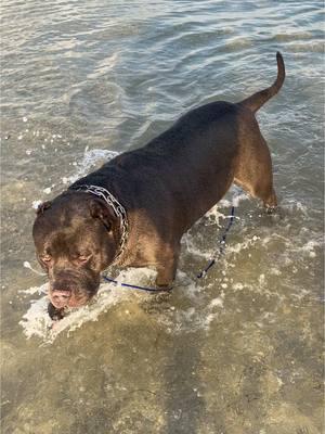 Beach day with my dogs 🩷🩷🩷 #dogsoftiktok #creatorsearchinsights #dogsatthebeach #beachvibes #bulliesoftikitok #americanbullies #gentledogchallenge #dogdigging 