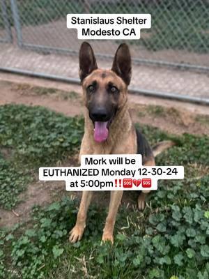 #mork #gsd #shepherd #germanshepherd #dog #shelter #stray #urgente #help #rescue #adopt #adoptme #adoptdontshop #fyp #fypシ #viralvideo #ca 