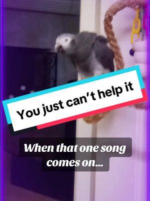 You just can’t help it… 😂 #leosworld #africangrey #dancingbird #funnypet 