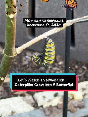 How I grow butterflies in my backyard garden. #creatorsearchinsights #monarchbutterfly #butterflies #butterflygarden #garden #gardentok #cupofmood 