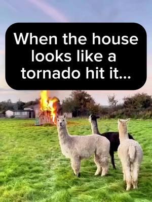 Anyone else live in a house where messes just happen and nobody knows how??  #momlife #boymom #momlifestruggles #mompreneur #familyhumor #parenting 