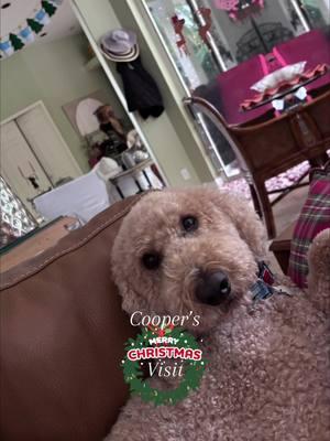 🎄✨ A Christmas guest like no other—Cooper the golden doodle! 🐾❤️ This beautiful, gentle giant came to visit our house and made the holiday extra special. Having a big dog around again filled our home with so much love and joy. Cooper’s charm, fluffiness, and sweet personality were truly the best gift of all! 🐕💖 #GoldenDoodleLove #BigDogEnergy #HolidayHappiness #FluffyAndFabulous #CooperTheBestGuest