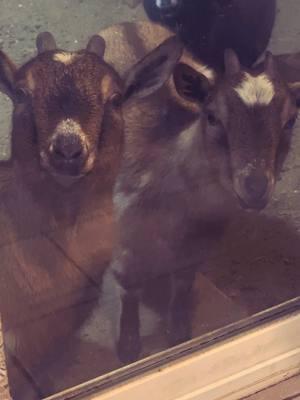 I always feel like somebody is watching me. 👀 Ella, Lainey and Tulip. @Buttin Heads Ranch #buttinheadsranch #goat #creeperstatus #watch #nigeriandwarfgoats #pygmygoats #nc #fyp #goatiegoats #ialwaysfeellikesomebodyswatchingme #canihelpyou #fridaynight 