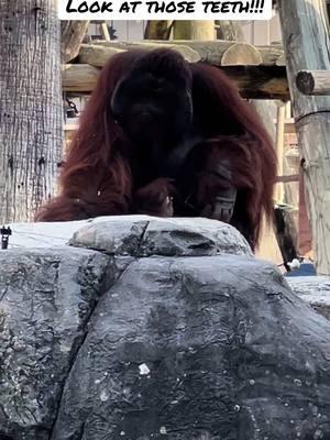 #floridaliving #floridavibes #orangutan #orangutans #orangutansoftiktok #tampa #tampafl #tampaflorida #tampaflorida #tampazoo #zootampa #zootampalowrypark #sasquatch @ZooTampa