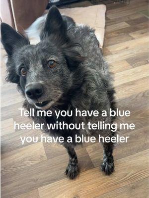 Blue heeler things #blueheeler #blueheelersoftiktok #dogsoftiktok #cowdogs #cattledog #ranchdog #kate 