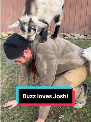 Josh was just trying to get the perfect video of Opal… Buzz took advantage 😂 #minigoats #farmlife #buzz #goodsport 