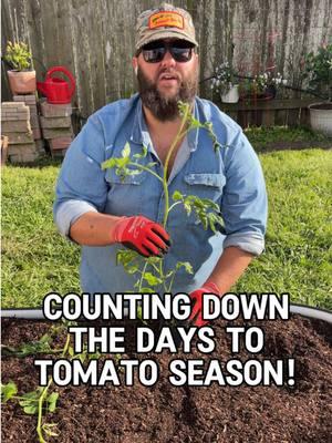 Who else is ready for tomato season? #growfood #growfoodnow #springgarden #texasgardening #texasgarden #garden #gardening #gardeninghacks #texasgardenguy #tomato #tomatogardening #tomatogarden @Nelson Plant Food 