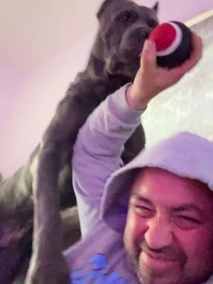 Cane Corsos are the best dogs in my opinion. They will love you and play with you at the same time ready to protect at a snap of a finger.  #bigdogsoftiktok #canecorso #canecorsoforlife #canecorsoitaliano #doglife #doglover #fyp #mybestfriend #mansbestfriend #canecorsosoftiktok #PetsOfTikTok #cane #puppiesoftiktok #guarddogs #dogoftheday #playtime #loverdog #bestbreedever #protectiondog #workingdog #bigpaws #mastiffsoftiktok 