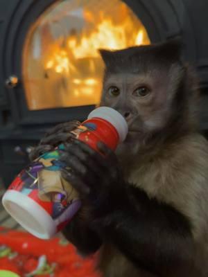 Yummies by the fire ##gaitlynrae #fyp #fypシ #animal #pet #animalsoftiktok #monkey #pets #animals 