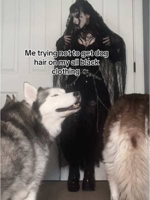 But then after 2 minutes I give up and give them hugs and kisses because I can’t resist their cuteness 🖤 #goth #gothic #gothmakeup #gothfashion #gothstyle #romanticgoth #vampiregoth #tradgoth #fyp #fypシ #huskylife 