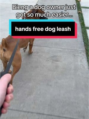 Its crazy how well it handles him considering his size #dog #dogs #handsfreedogleash 