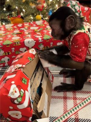 Nah he was mad because he thought he just got a paper🤣🍌 #oliverlincoln #jellycat #banana #merrychristmas #capuchin #monkey #monkeysoftiktok 