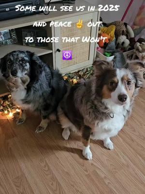 Welcome to the new version of twisted sisters!!  #dogsoftiktok #dogtok #dogcommunity #dallymaeemberrae #twistedsister 