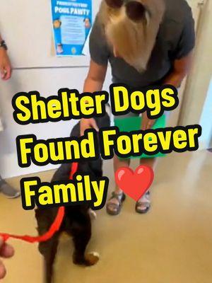 Shelter Dog Get Adopted ❤️ || Heartwarming Moments 🥺 #dog #dogsoftiktok #doglover #doggo #dogtok #puppy #shelter #shelterdog #adopted #adoption #adopt #heartwarming #emotional #wholesome #moments #fyp #foryoupage 