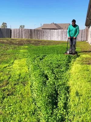 This overgrown lawn was covered in clover but was no match for our lawnmower.  #lawntok #landscape #asmr #satisfying #fyp #homeimprovement #cuttinggrass #lawncareservice 