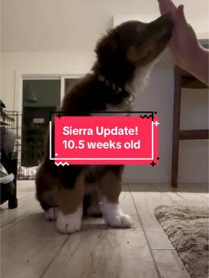 Sierra is thriving! Her mom is setting her up for success by laying a solid foundation. Her long term goal for Sierra is to incorporate her into her therapy/counseling sessions as a service dog. Service dog/Therapy dog training is a long road and not many pups make it to the end for various reasons. So far, so good with Miss Sierra 🥰 #aussiesdoingthings #australianshepherd #servicedog #therapydog #DogTraining 