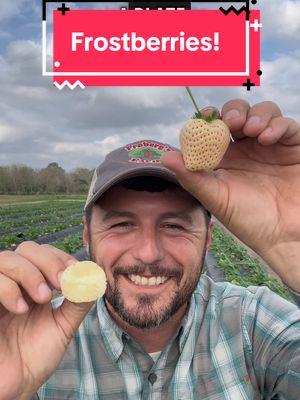 Introducing the FROSTBERRY! #frobergsfarm #whitestrawberry #strawberry #strawberryfarm #growingstrawberries 