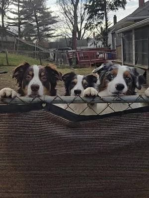 My husband's Dodge has been in the shop for a month after a car accident so the dogs have not been able to go to the park to play, because we don't want my car destroyed by mud and they do have a fenced yard to play in. But, as soon as we got home adter picking up the Dodge we took them to run. ❤️ #bilbypack #dogsoftiktok #australianshepherdsoftiktok #dogpark 