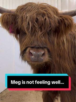 Meg is not feeling well… 😢 (Long Version) #fluffyfeatherfarm #sickcow #getbettersoon #notfeelingwell #minihighland #scottishhighland  Website: https://fluffyfeatherfarm.com