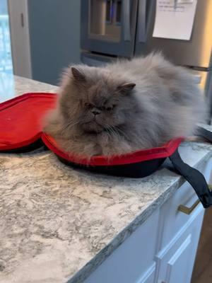 If me fits me sits, suitcase addition 😅😹 #ragnarthepersian #catsoftiktok #cats #pettok #persiancatsoftiktok #persiancats #pet #catlovers #viralcatsoftiktok #ilikemysuitcase 