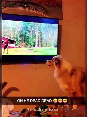 Funny animals 😂#funnypets #petslover #dog#cat #funnyanimals#funnyvideos #funnyanimals#animalslover #animals#foryou #animalslover #animals#video 