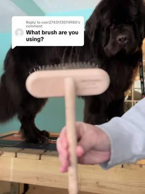 Replying to @user2743113074980 this is the Chris Christensen T-brush and it’s one of my favorite dog brushes for surface brushing and line brushing.  #newfoundlands #newfiepuppy #dogsoftiktok #dogbrush #dogbrushing #doggrooming 