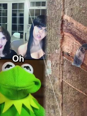 Kermit Has Rizz 🤣🤣 #kermitthefrog #kermit #funny #puppet #funnyvideos #kermitontiktok #rizz #meme #wrizz #rizzler #pickupline #tiktokuni #fypシ゚viral #pov #foryoupage #fypツ 