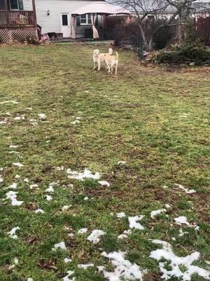 She loves her golden retrievers!  #pet #petsitting #petsitter #petsittinglife #dog #dogsoftiktok #PetsOfTikTok #fypage #goldenretriever #retriever #labradorretreiver #labrador #yellowlab 