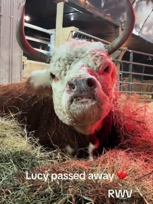 Lucy passed away yesterday 💔#fyp #ladyfarmerneedsacocktail #findreasonstosmile #miniaturehereford 