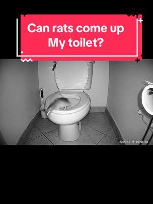 She didn’t believe me when i said “ your rats are coming from your toilet” #toilet #rats #pestcontrolservice #ratblocker