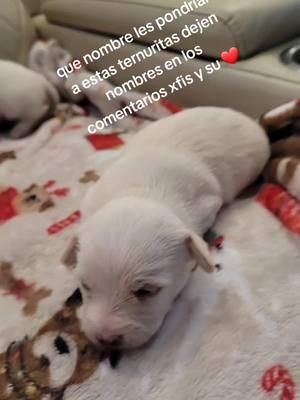 #cachorros#bebes#ternuritas#nombresbonitos #chiquitos #perritos #ternuritas😍😍😍💕😍💕💕💕😍💕😍 #videoviralenminutos #bellos#perritos #chiquitos #pa#ratiiiiiiiiii #parattiktok #paratiiiiiiiiii #paratiiiiiiiiii #Hashtags #viral #parattiktok 