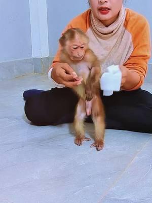 The funny baby monkey #monkey #monkeys #monkeydluffy #babymonkey #cute #cutemonkey #wildlife #monkeyface #usa #wildanimals #animals #pet #foryou #cuteanimals #poor #monkeybaby #monkeylover #babyanimals 