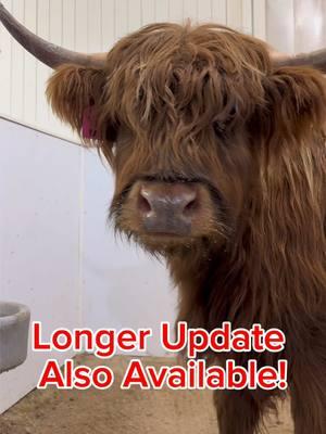 Meg is not feeling well… 😢 (Short Version) #fluffyfeatherfarm #sickcow #getbettersoon #notfeelingwell #minihighland #scottishhighland  Website: https://fluffyfeatherfarm.com